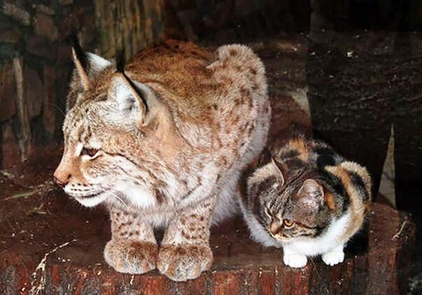 В зоопарке Новосибирска кошка выкормила детёныша рыси