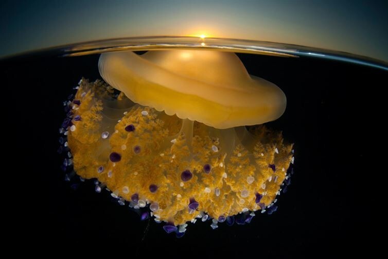 6. Медуза на рассвете 