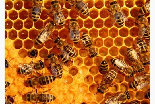 24 интересных факта из жизни пчёл