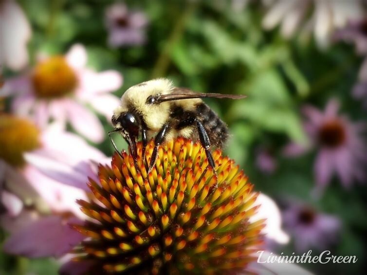 11. Лечите пчелиные укусы