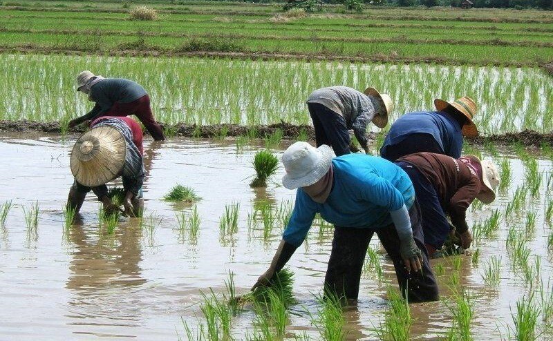 Как китайцы садят рис