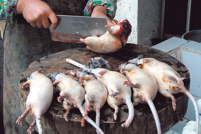 Фаршированные рисом крысы. Китай.