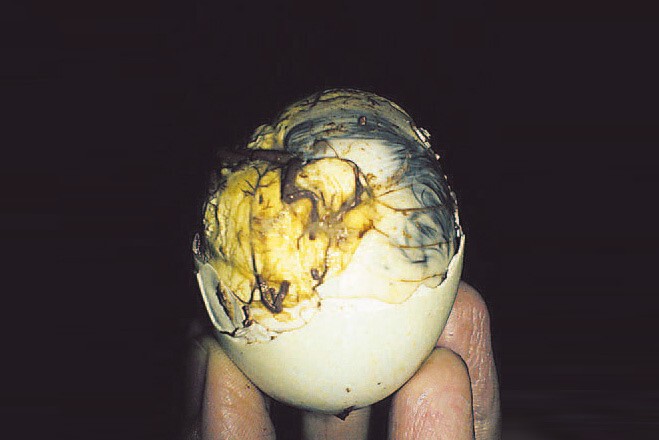 Балут — варёное утиное яйцо, в котором уже сформировался плод с оперением, хрящами и клювом. Страны Юго-Восточной Азии.