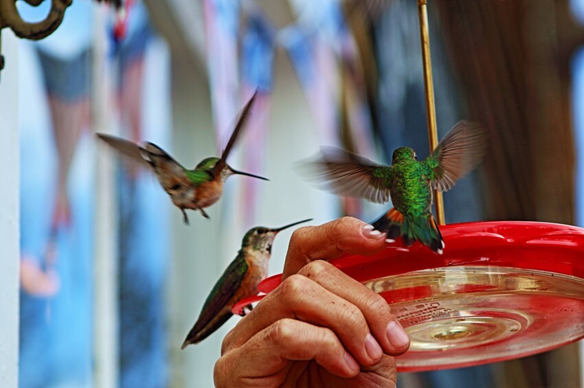 Ручные колибри 