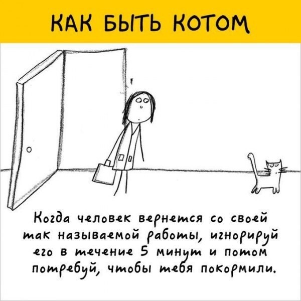 12 рекомендаций как быть котом