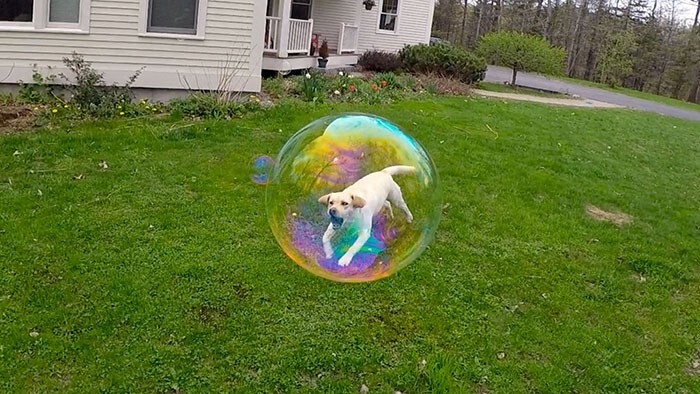 2. Собака в мыльном пузыре
