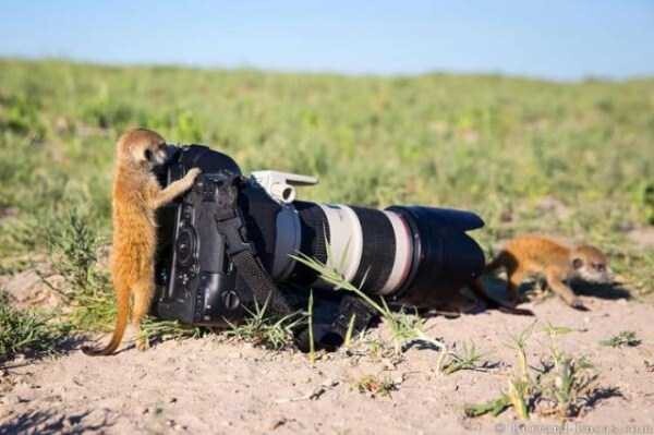 Забавные животные с фотоаппаратом