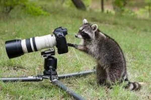 Забавные животные с фотоаппаратом