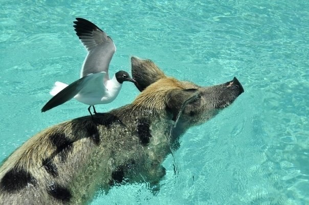 Плавающие свинки у Багамских островов 