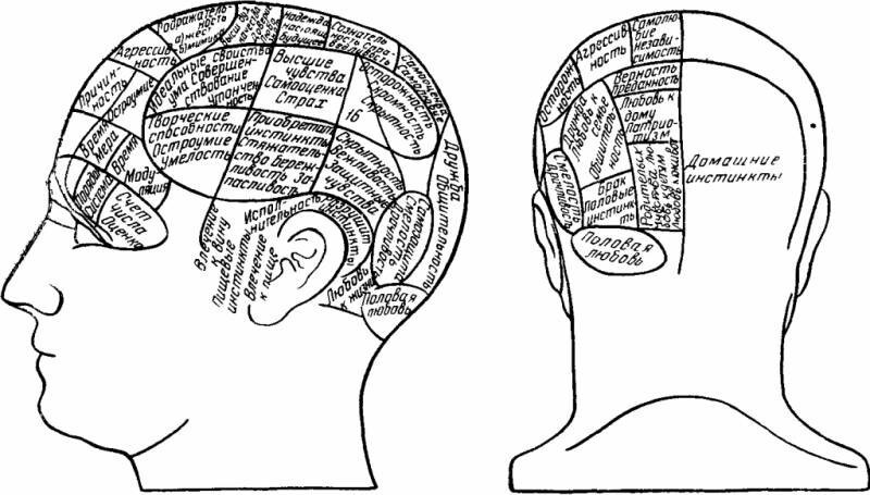 Френология: Изучение личности по голове