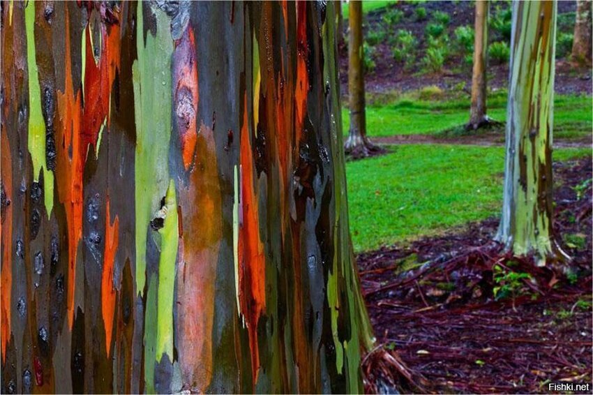 Радужный эвкалипт - он приобретает такой цвет потому, что дерево сбрасывает к...