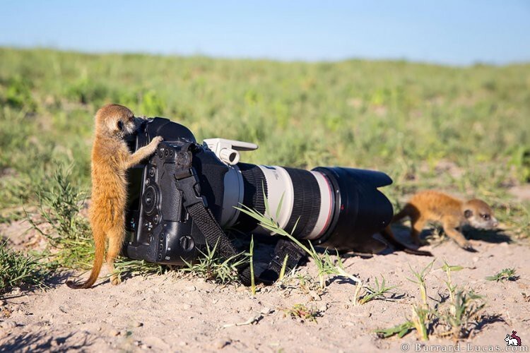 Животные - фотографы