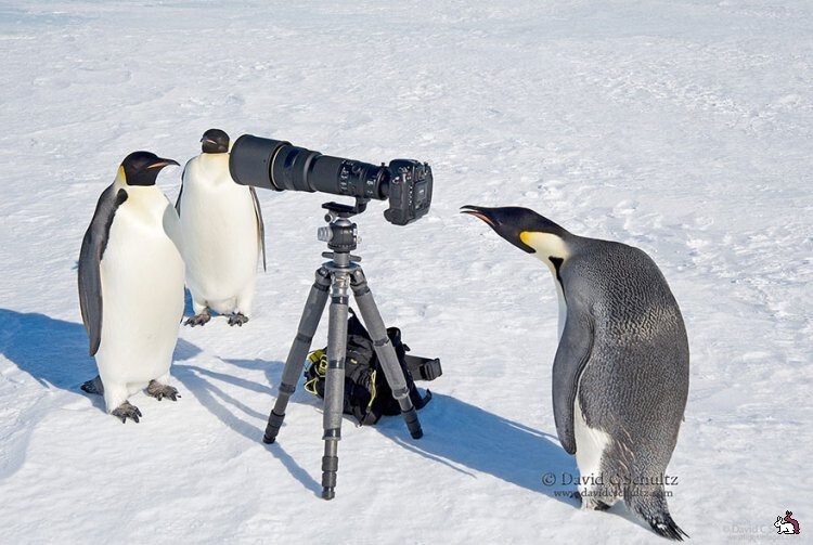 Животные - фотографы