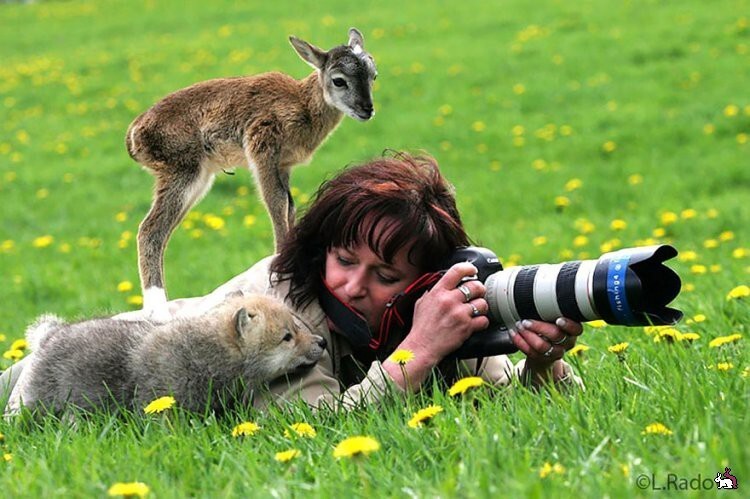 Животные - фотографы