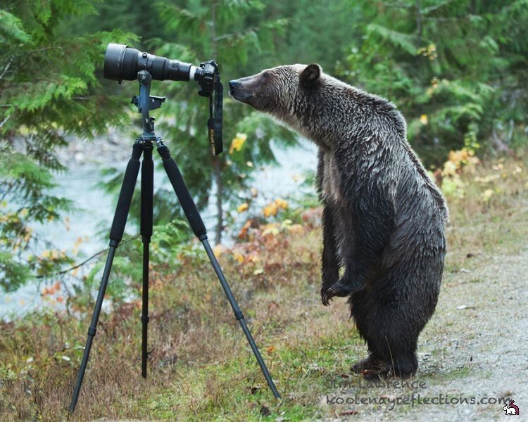 Животные - фотографы