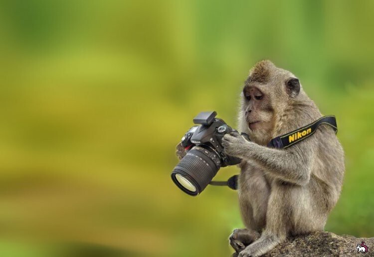 Животные - фотографы