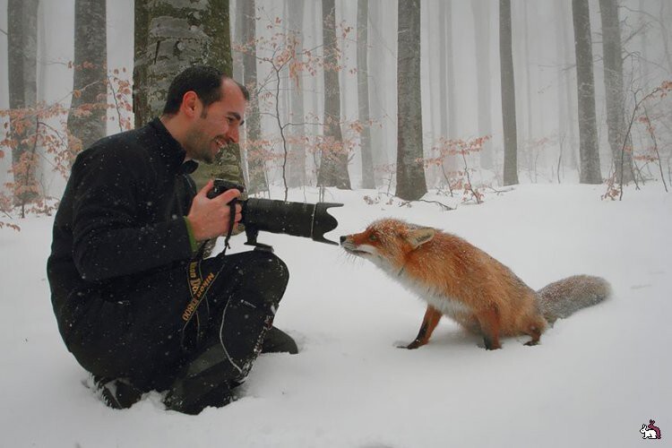 Животные - фотографы