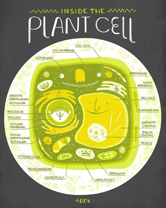 7. Постер о том, что происходит в клетках растений - он пригодится, если вдруг под рукой нет микроскопа
