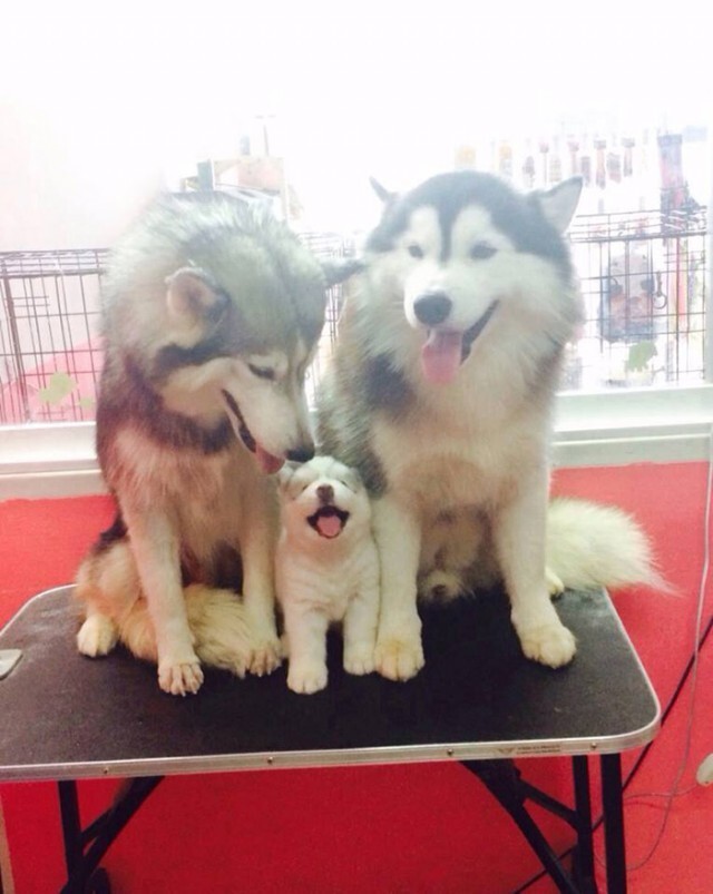 Счастливые родители: собаки и их милые мини-копии