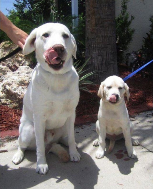 Счастливые родители: собаки и их милые мини-копии
