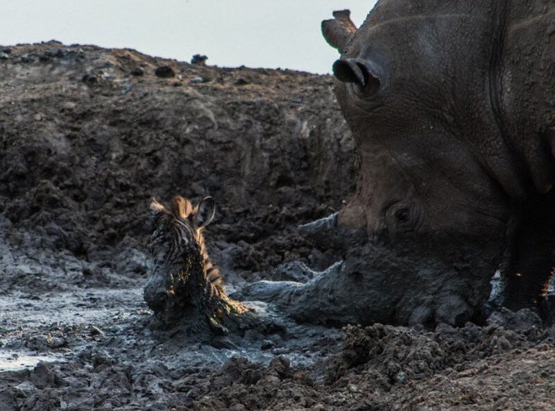 Носорог вытащил зебру из грязи