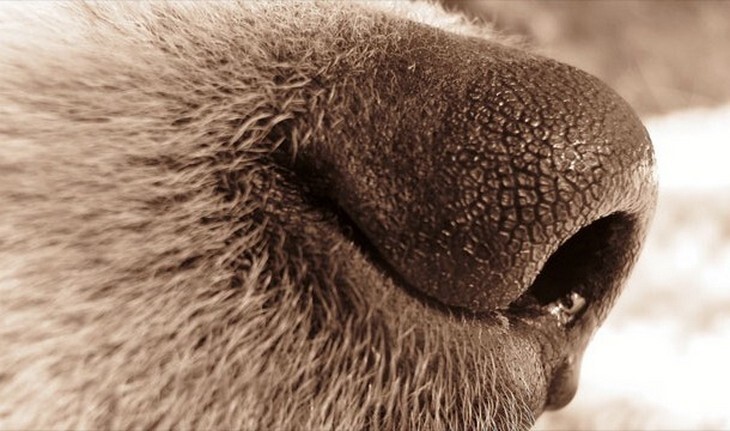 У здоровой собаки влажный нос