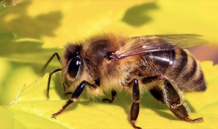 Пчела умирает после укуса