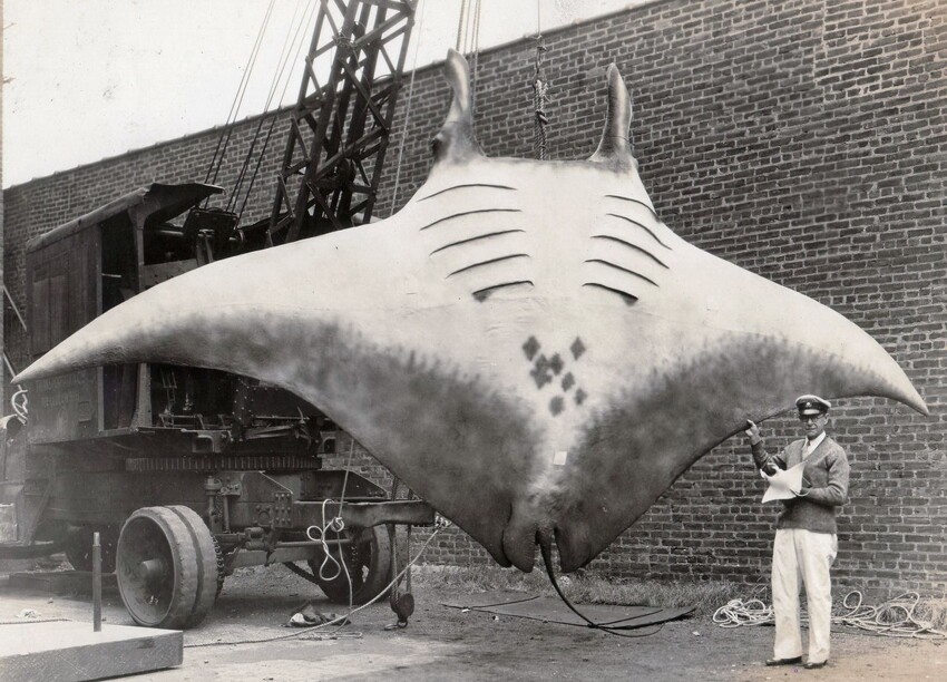20. «Великий Скат» или «Great Manta», которого поймал капитан Кан, 1933 год.