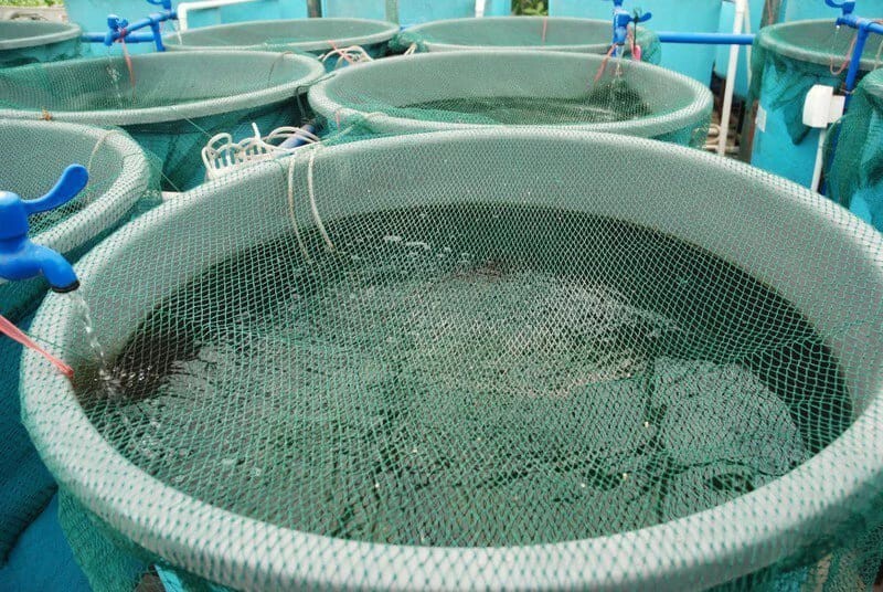 Рыбофермы — причины экологических бедствий