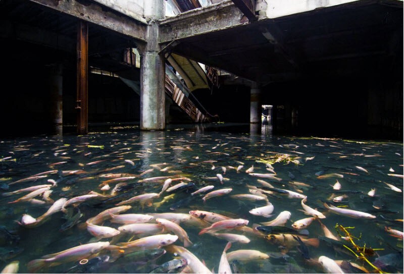 Естественный аквариум в заброшенном торговом центре Бангкока, Таиланд.