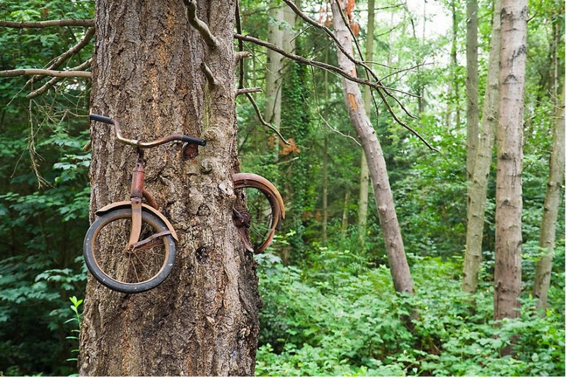 Велосипед, «съеденный» деревом.