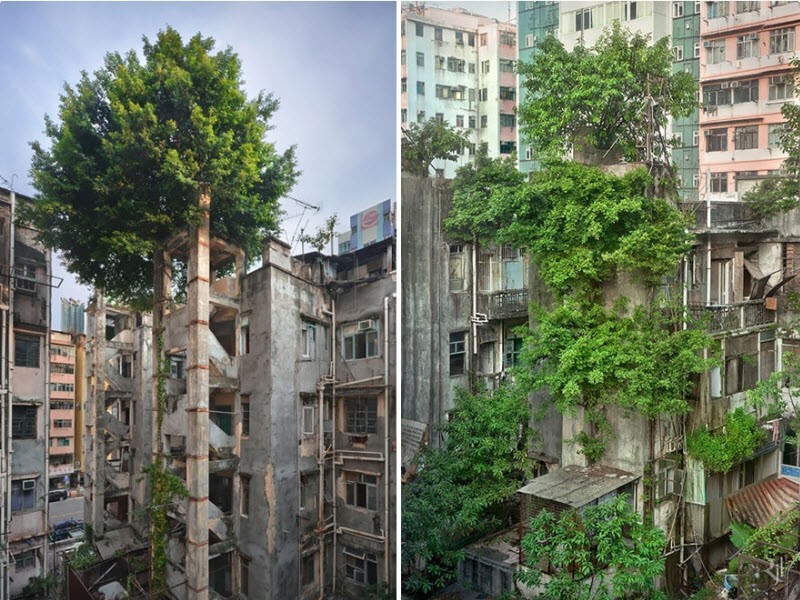 Победа деревьев над бетоном, Гонконг.