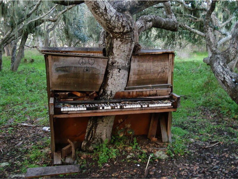 Дерево-пианино, Калифорния.