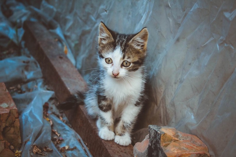 Котенок ищет дом.