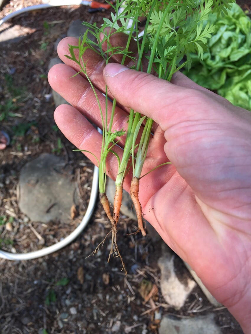 Миниатюрная морковка