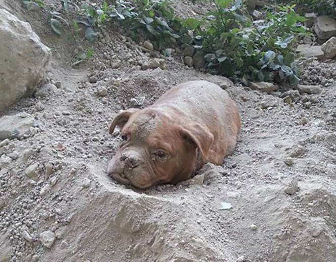 Во Франции разгорелся скандал из-за заживо похороненной собаки 