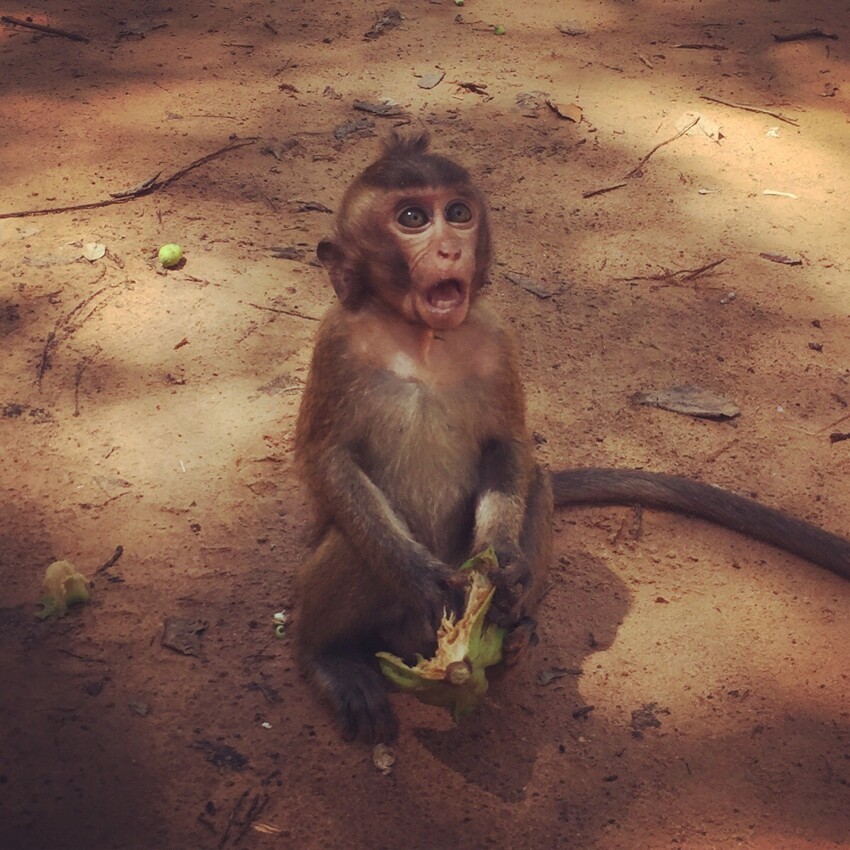 Удивленная обезьяна