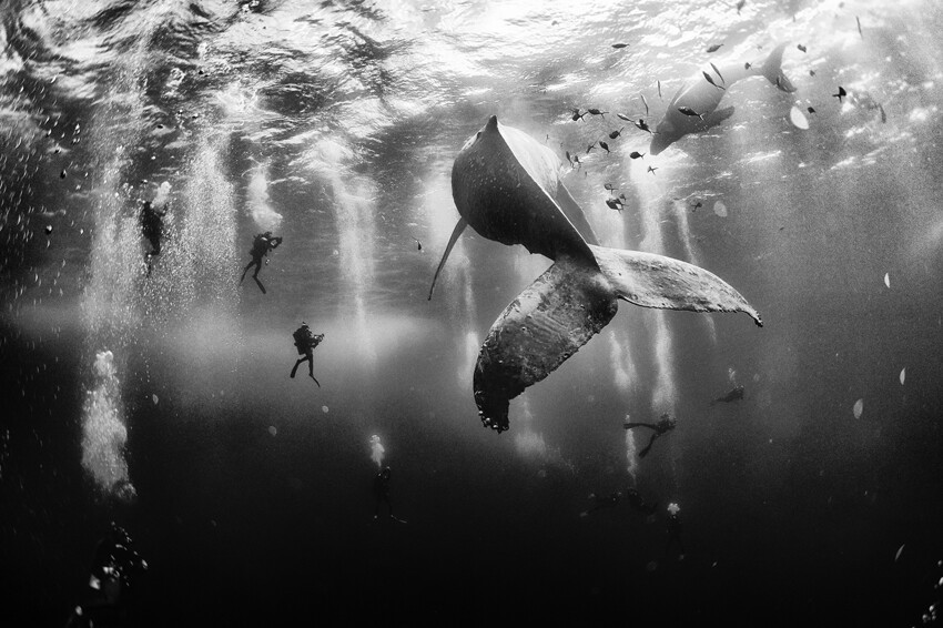 Плавание с китами