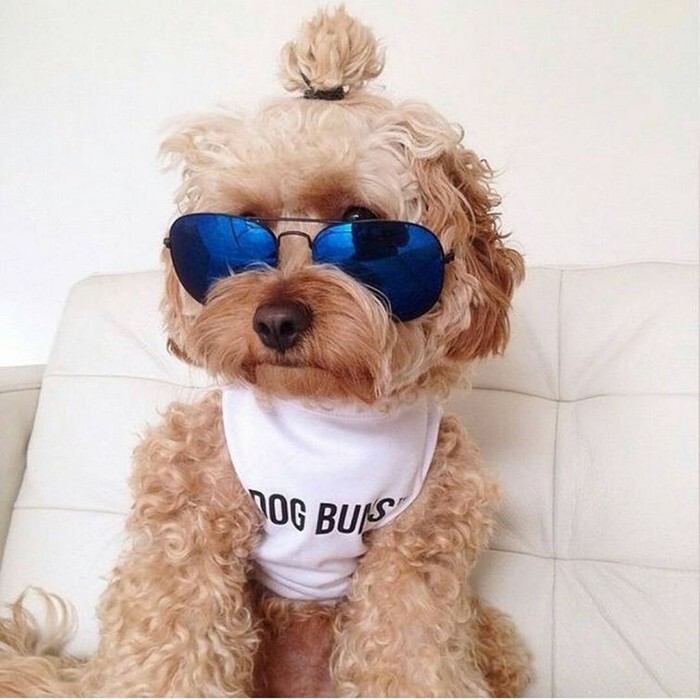 Собаки с гульками — новый модный тренд в мире моды