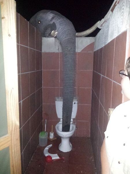 Общественный туалет в царстве слонов или как не отложить кирпичей