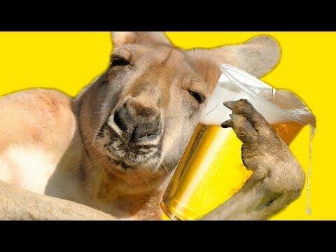 Немного позитива от "пьяных" кенгуру 