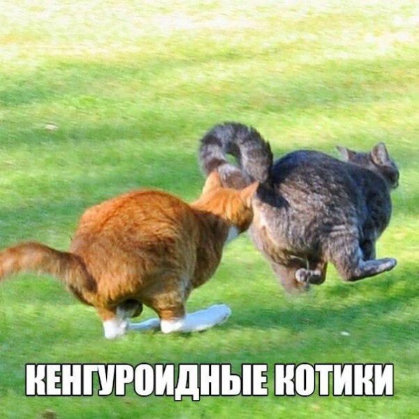 Немного Котэ