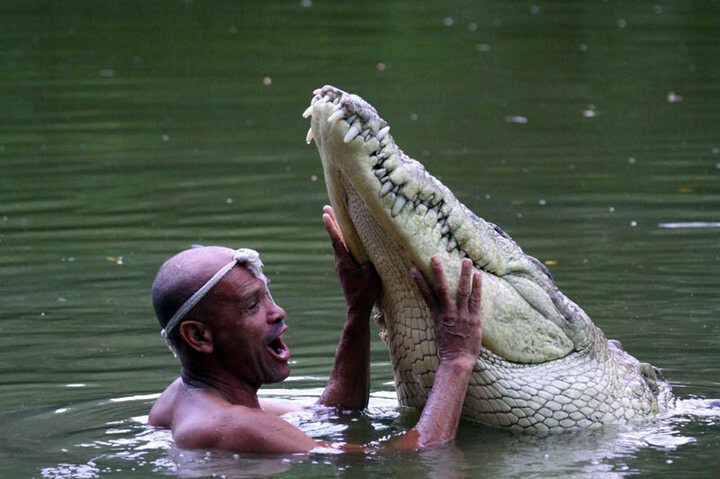 Крокодил Почо