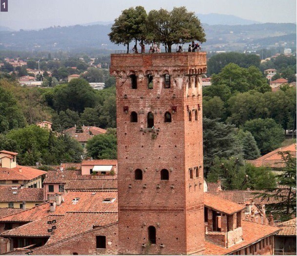 1. Город Лукка в Тоскане, башня Гуиниги- семь дубов предоставляли убежище от солнца на протяжении веков