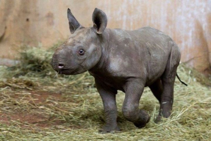 6. В зоопарке Цюриха впервые за 18 лет в неволе родился редкий чёрный носорог