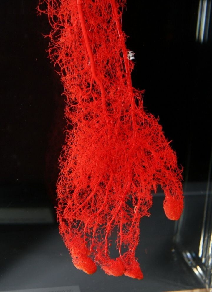 8. Так выглядят кровеносные сосуды в руке человека