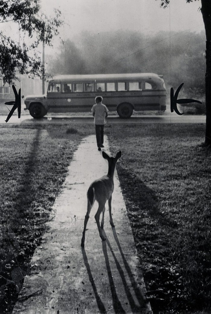 8. Домашний олененок каждое утро провожал своего друга в школу. Штат Мичиган, 1960 г.