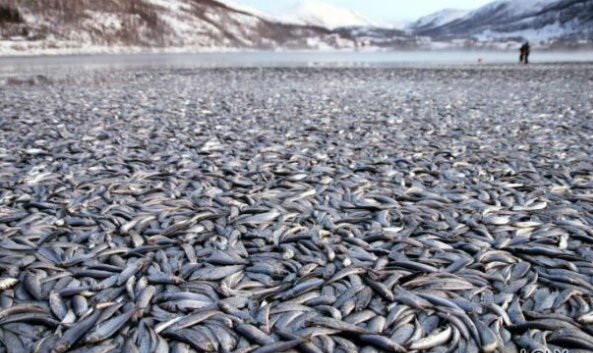 3. Берега Норвегии омылись рыбой в канун Нового года