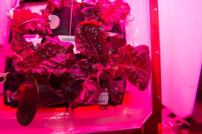 На МКС впервые вырастили овощи