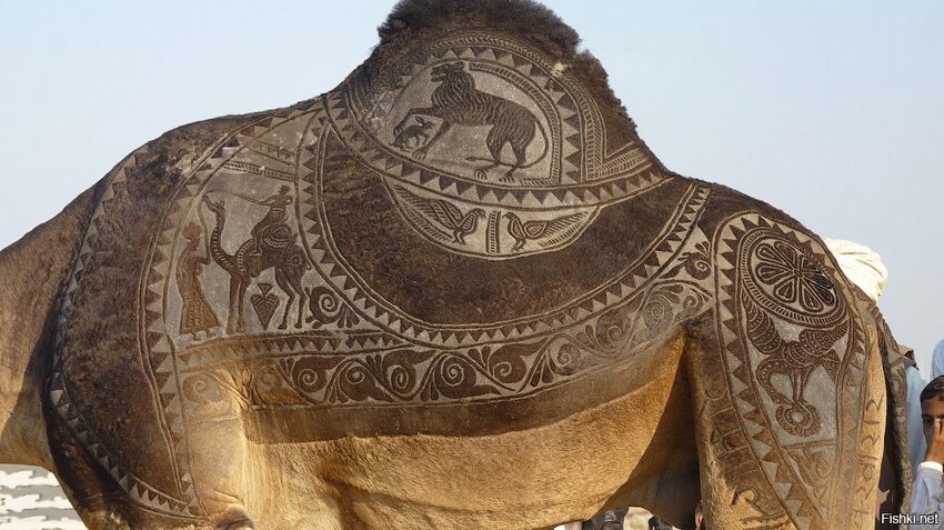 мода на тюнинг верблюда